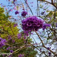 Jacaranda